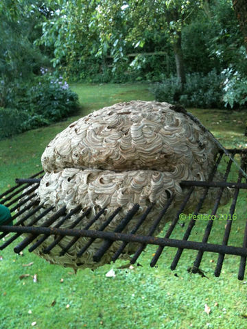 Wasp Nest Treatment & Removal