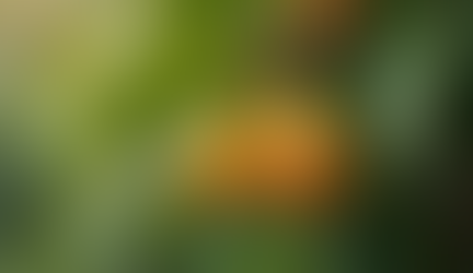 The Science Behind Iridoids in Tahitian Noni Juice and Their Health Benefits