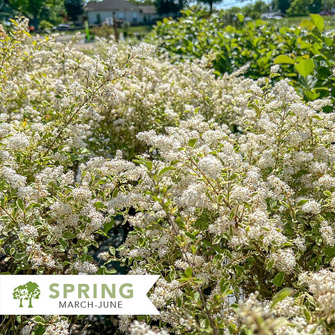 Variegated Chinese Privet  Ligustrum sinense 'Variegatum' | Shepherdssupply