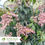 Thumbnail: Glowing Hearts™ Andromeda – Pieris japonica ‘Piesid2’
