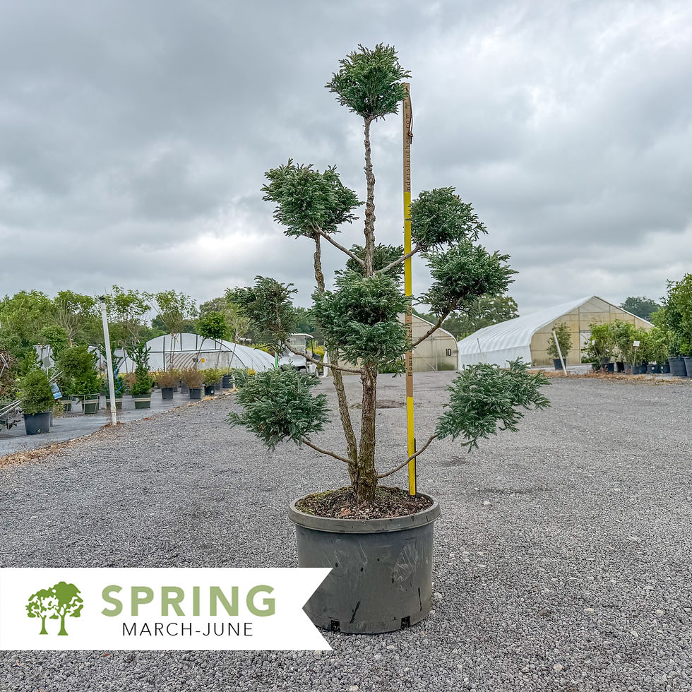 Thumbnail: Boulevard Cypress Pom Pom Topiary – Chamaecyparis pisifera 'Cyano-virdis'