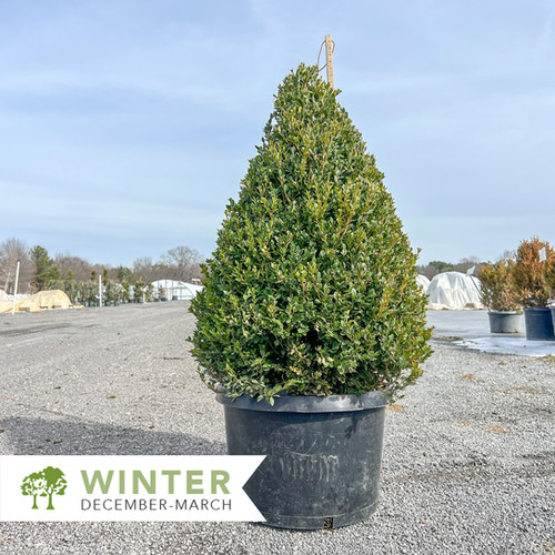 Green Mountain Boxwood Cone - Buxus x 'Green Mountain