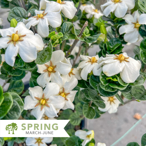 Diamond Spire® Gardenia – Gardenia hybrid 'Leefive' | Shepherdssupply