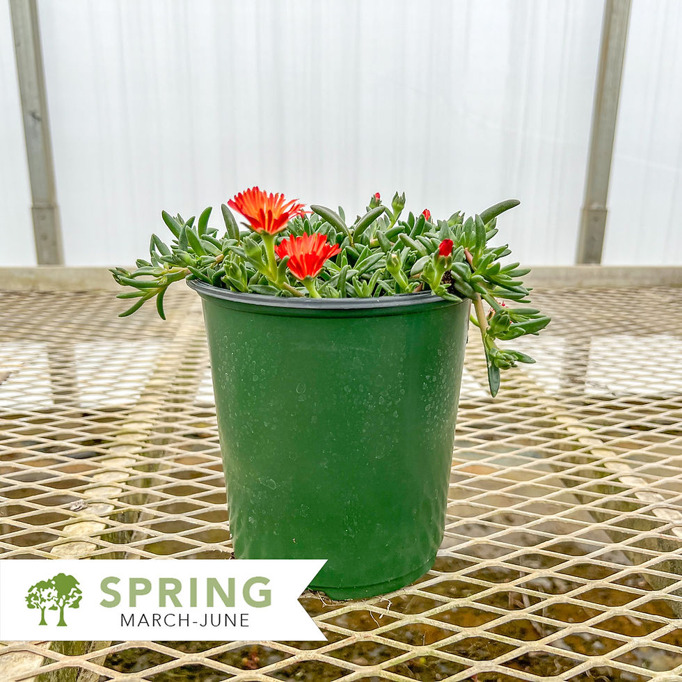 Thumbnail: Ocean Sunset™ Orange Vibe Ice Plant - Delosperma Ocean Sunset™ Orange Vibe