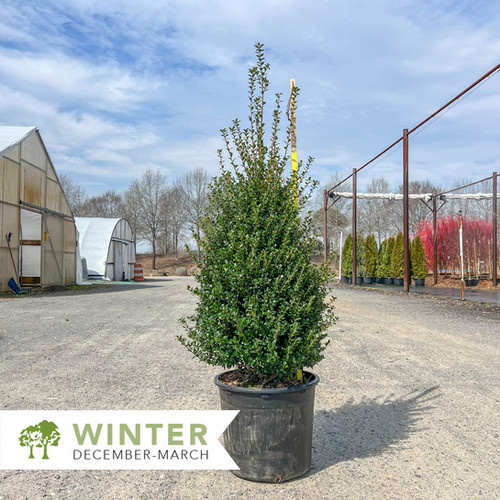 Steeds Upright Japanese Holly - Ilex crenata 'Steeds