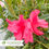 Thumbnail: Autumn Sundance® Encore® Azalea - Rhododendron 'Roblef'