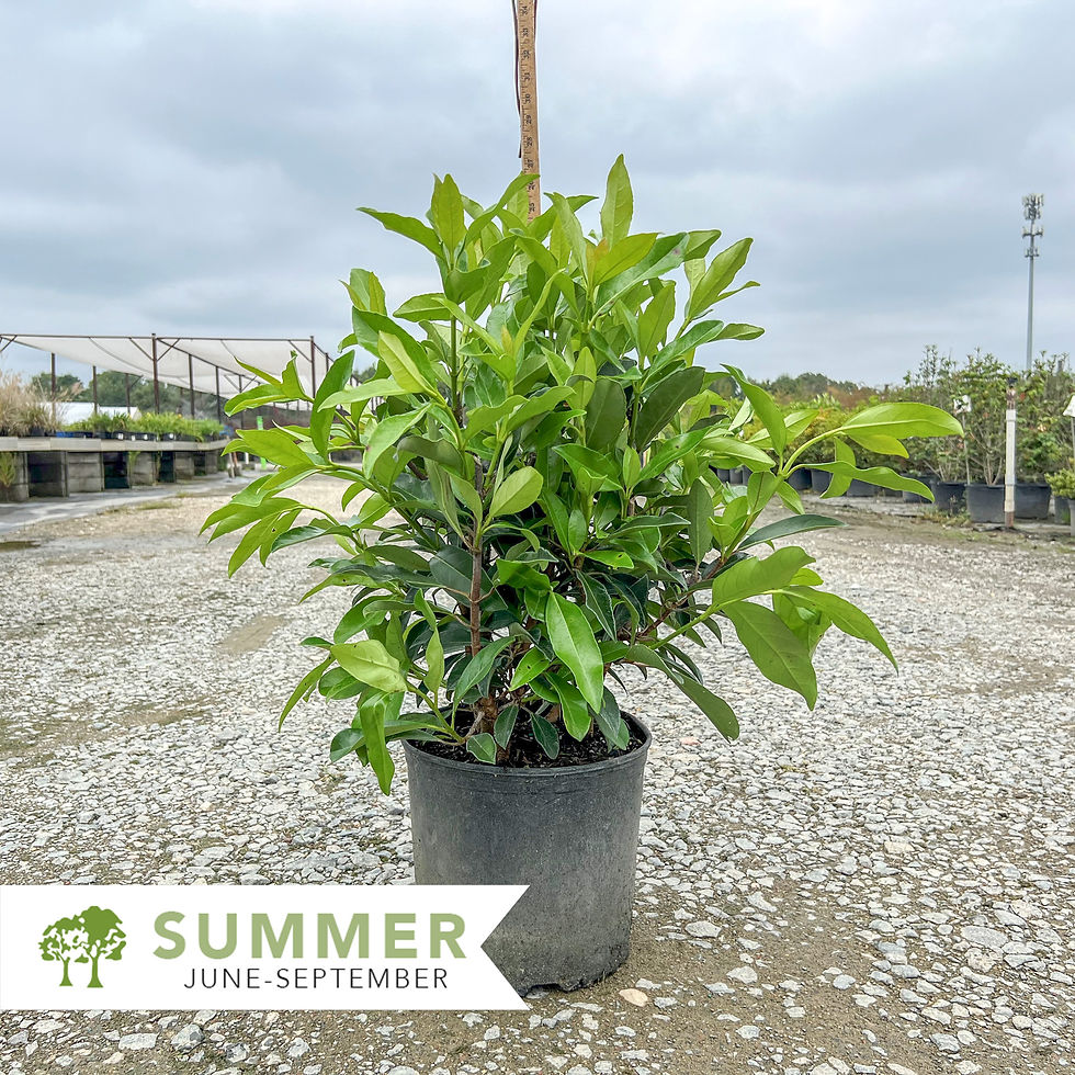 Thumbnail: Chindo Sweet Viburnum - Viburnum awabuki 'Chindo'
