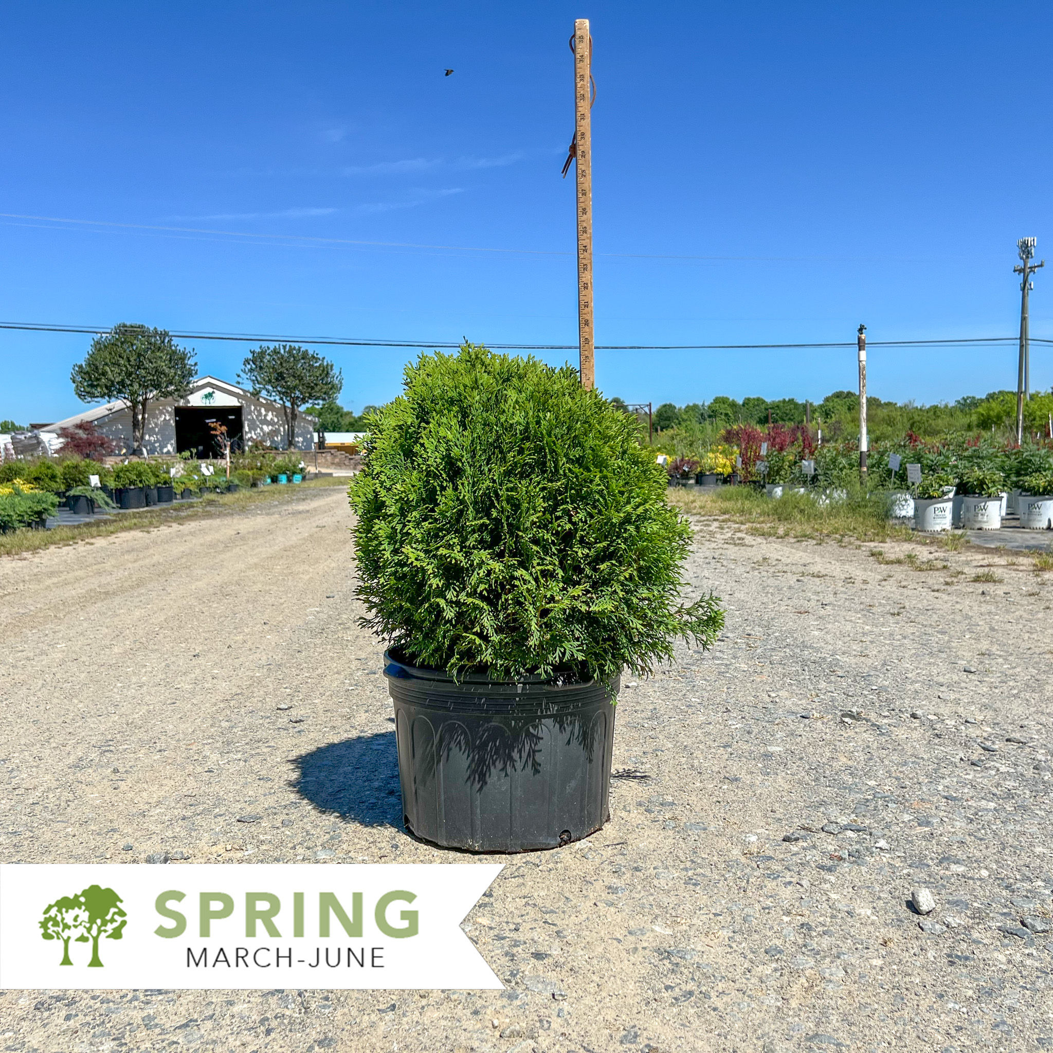 Hetz Midget Arborvitae - Thuja occidentalis 'Hetz Midget'