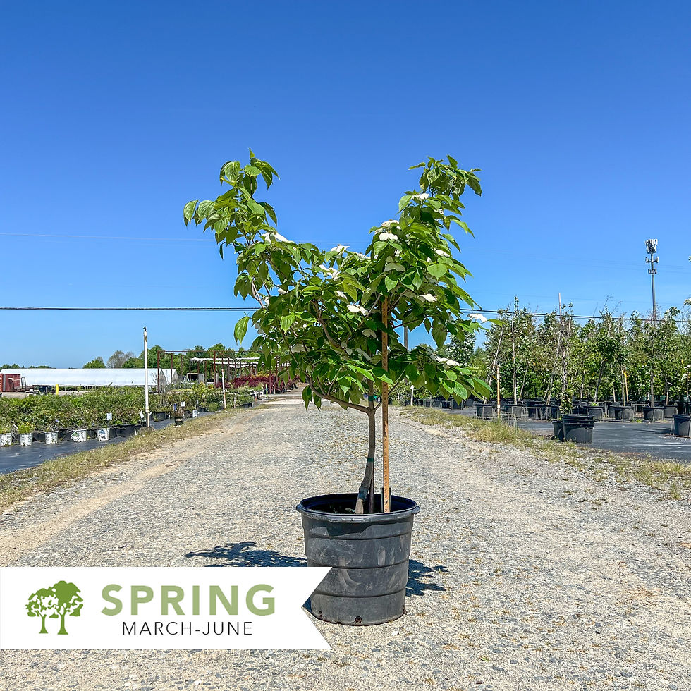 Thumbnail: Constellation® Dogwood – Cornus x rutgersensis 'Rutcan'