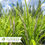 Thumbnail: Big Blue Liriope - Liriope muscari 'Big Blue'