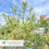Thumbnail: Dappled Willow - Salix integra 'Hakuro-nishiki'