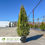 Thumbnail: Emerald Green Arborvitae - Thuja occidentalis 'Smaragd'