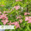 Thumbnail: Scarlet Fire® Kousa Dogwood – Cornus kousa 'Rutpink' PP28311