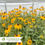 Thumbnail: Goldsturm Black-Eyed Susan – Rudbeckia fulgida sullivantii Goldsturm