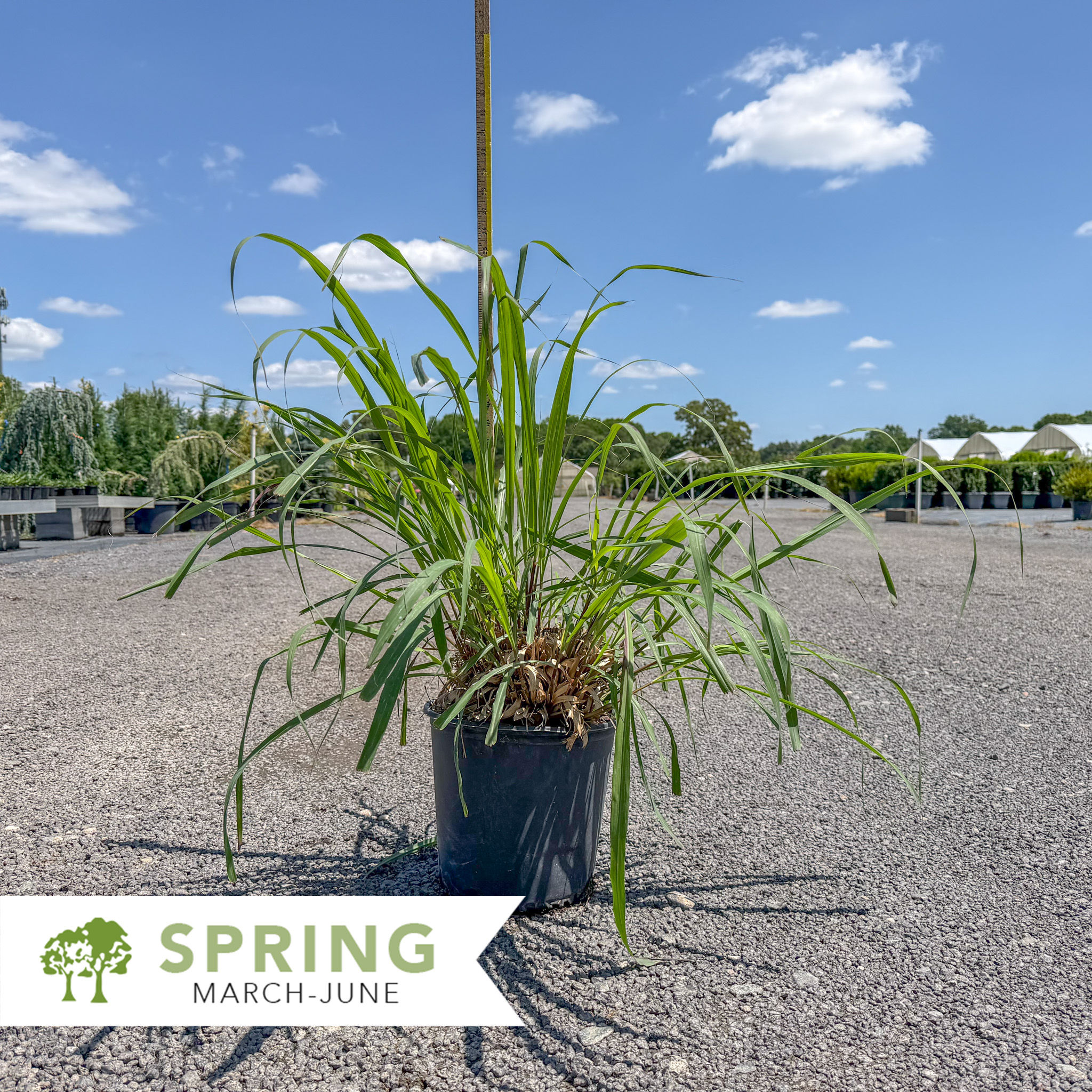 Lemon Grass - Cymbopogon citratus