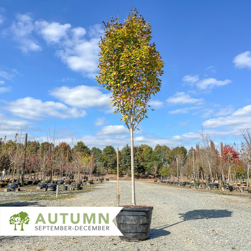 Armstrong Gold® Maple – Acer rubrum 'JFS-KW78' | Shepherdssupply