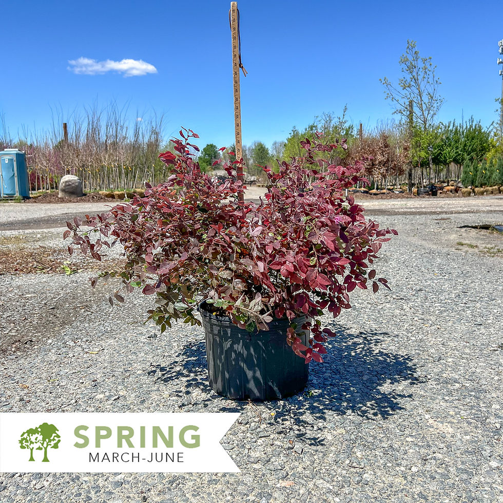 Thumbnail: Ruby Loropetalum - Loropetalum chinense 'Ruby'