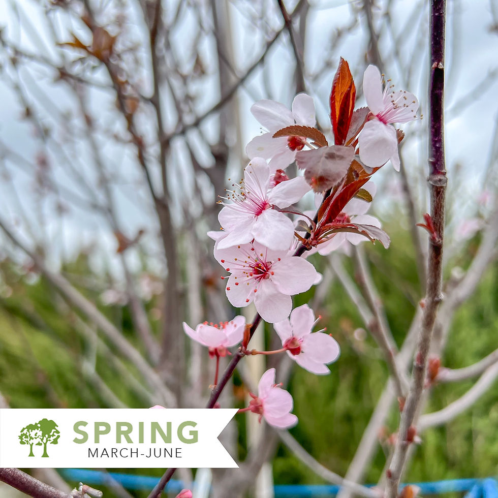 Thumbnail: Thundercloud Purple Leaf Plum – Prunus cerasifera 'Thundercloud'
