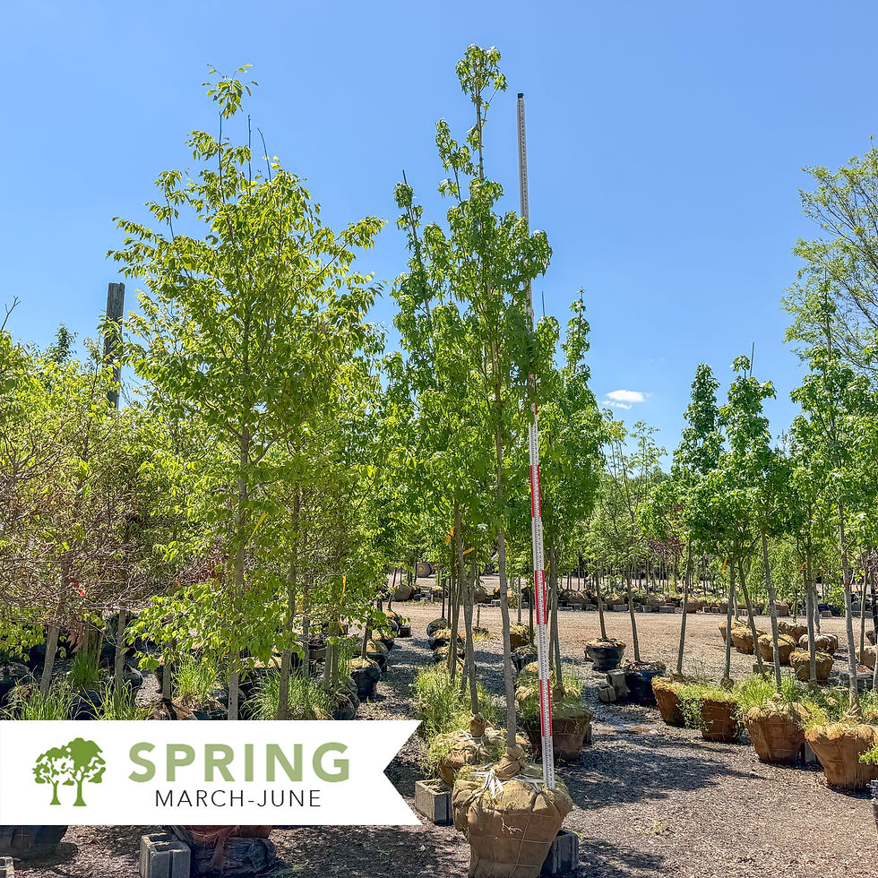 Thumbnail: Happidaze® Sweetgum - Liquidambar styraciflua Happidaze