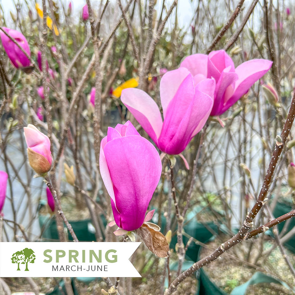 Thumbnail: Jane Saucer Magnolia – Magnolia x 'Jane'