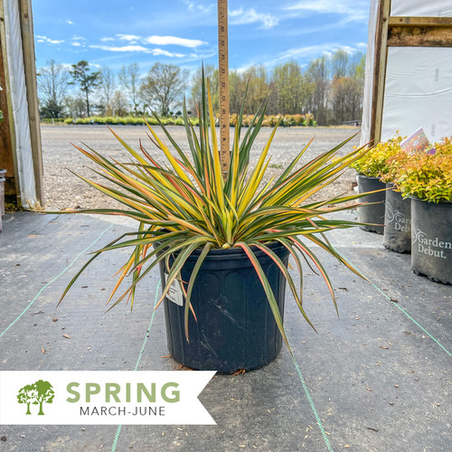 yucca-様ご確認ページ IMG_2534-2-rotated.jpeg?ssl=1