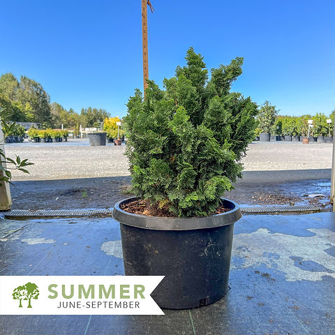 Dwarf Hinoki Cypress - Chamaecyparis obtusa 'Nana Gracilis