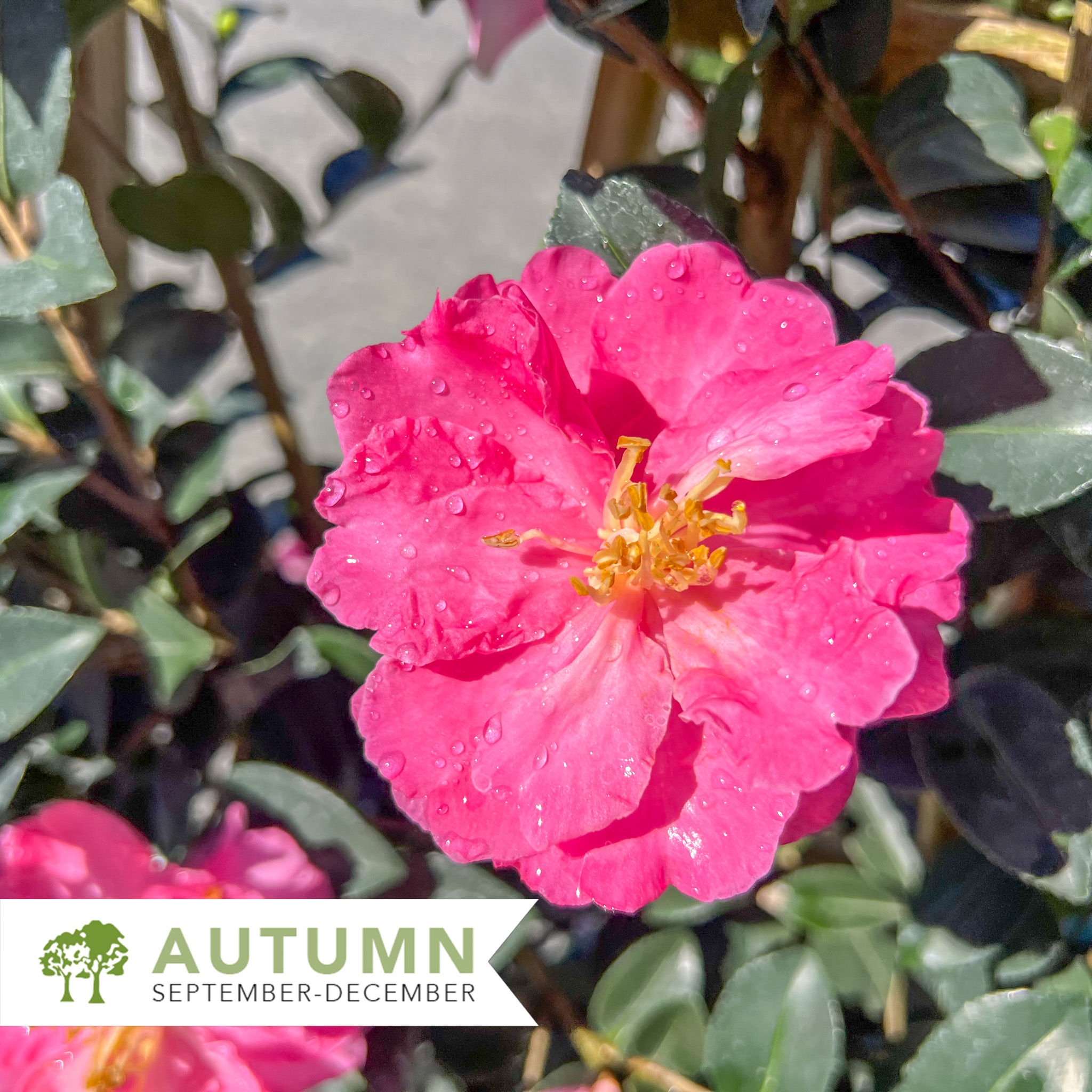 Rose of Autumn Camellia Espaliered - Camellia sasanqua 'Rose of Autumn'