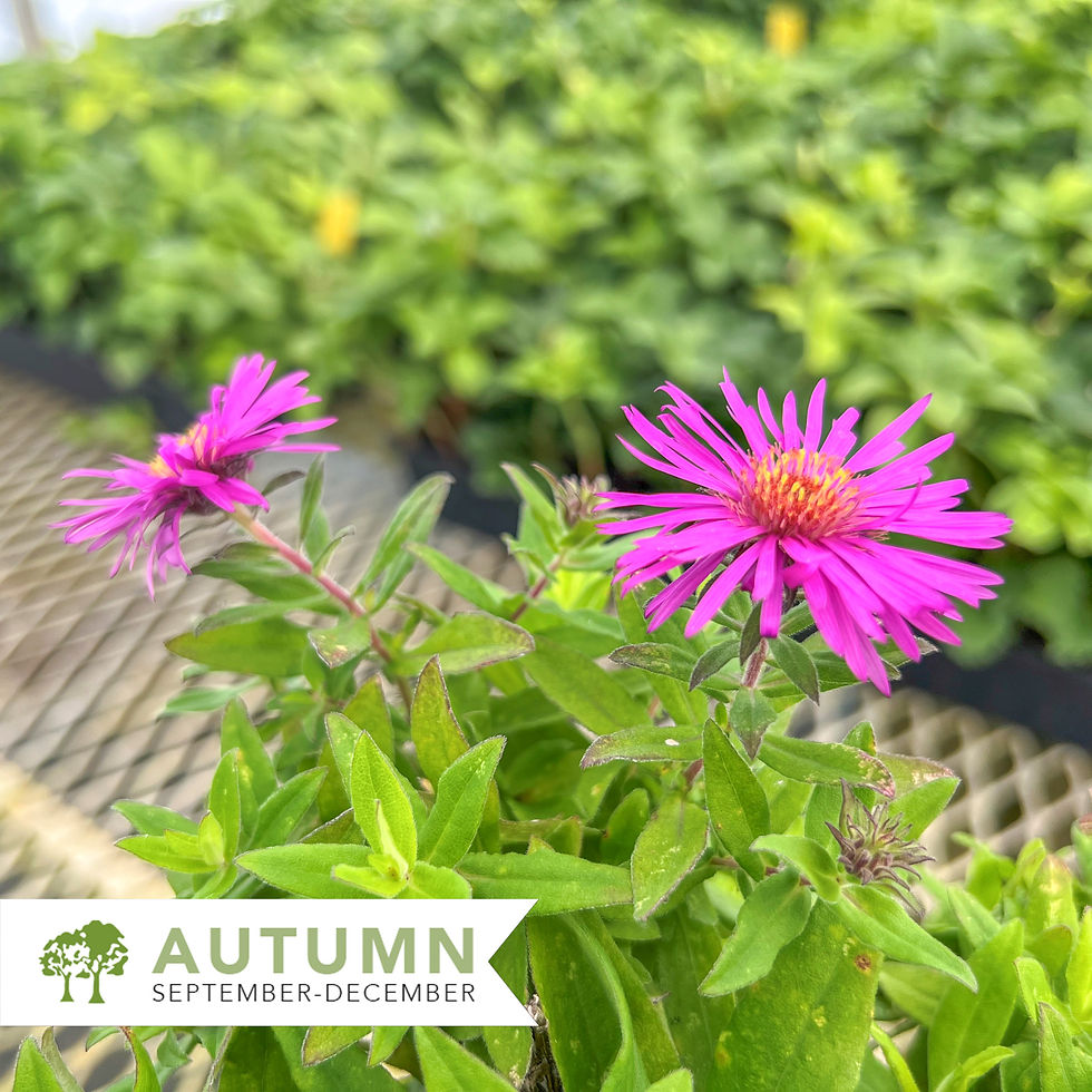 Thumbnail: Pink Crush Aster – Aster novae-angliae 'Pink Crush'