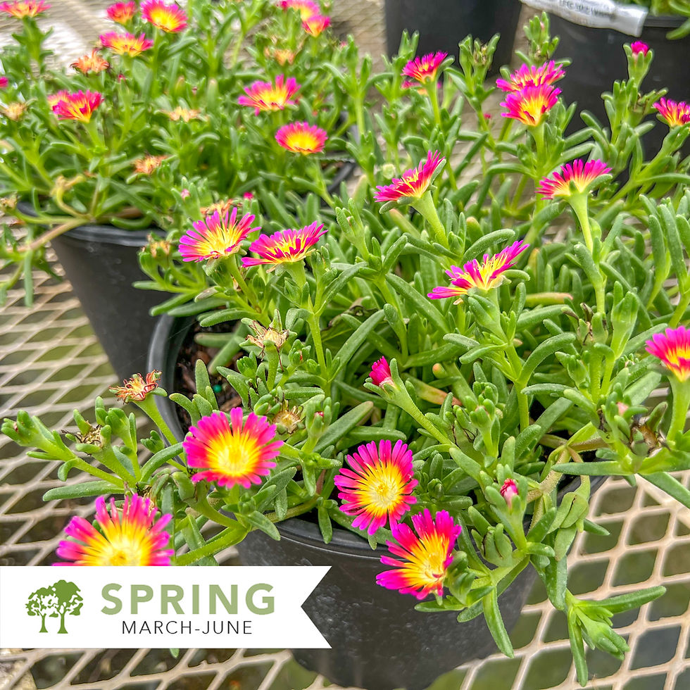 Thumbnail: Wheels of Wonder® Hot Pink Wonder Ice Plant - Delosperma cooperi 'WOWDRY1'