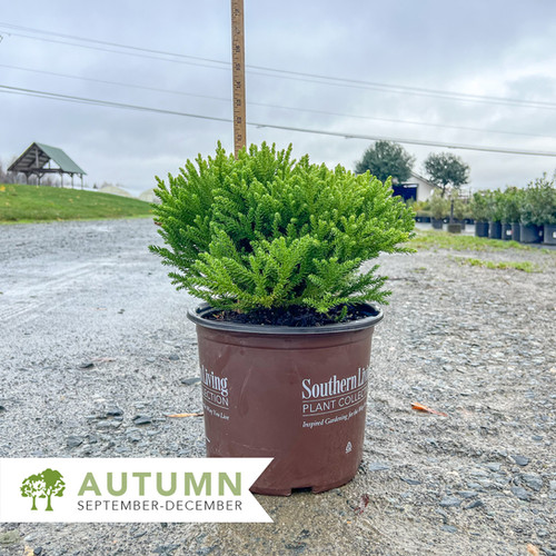 Dragon Prince™ Cryptomeria - Cryptomeria japonica 'Spg-3-014