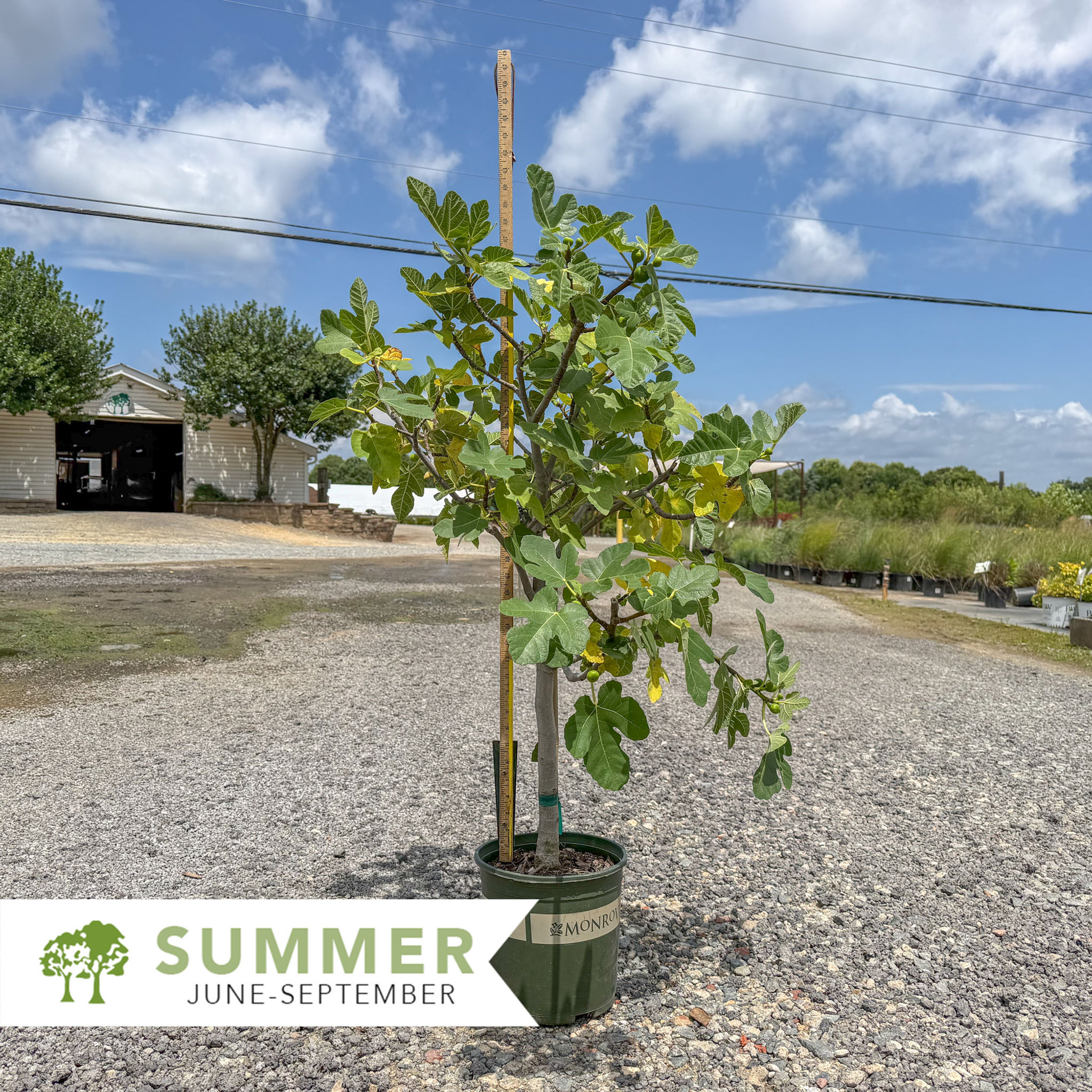 Corky's Honey Delight® Fig - Ficus carica 'Monandersen'