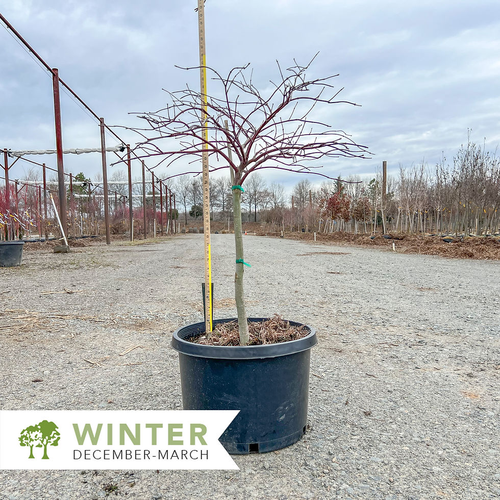 Thumbnail: Red Dragon Japanese Maple - Acer palmatum dissectum 'Red Dragon'
