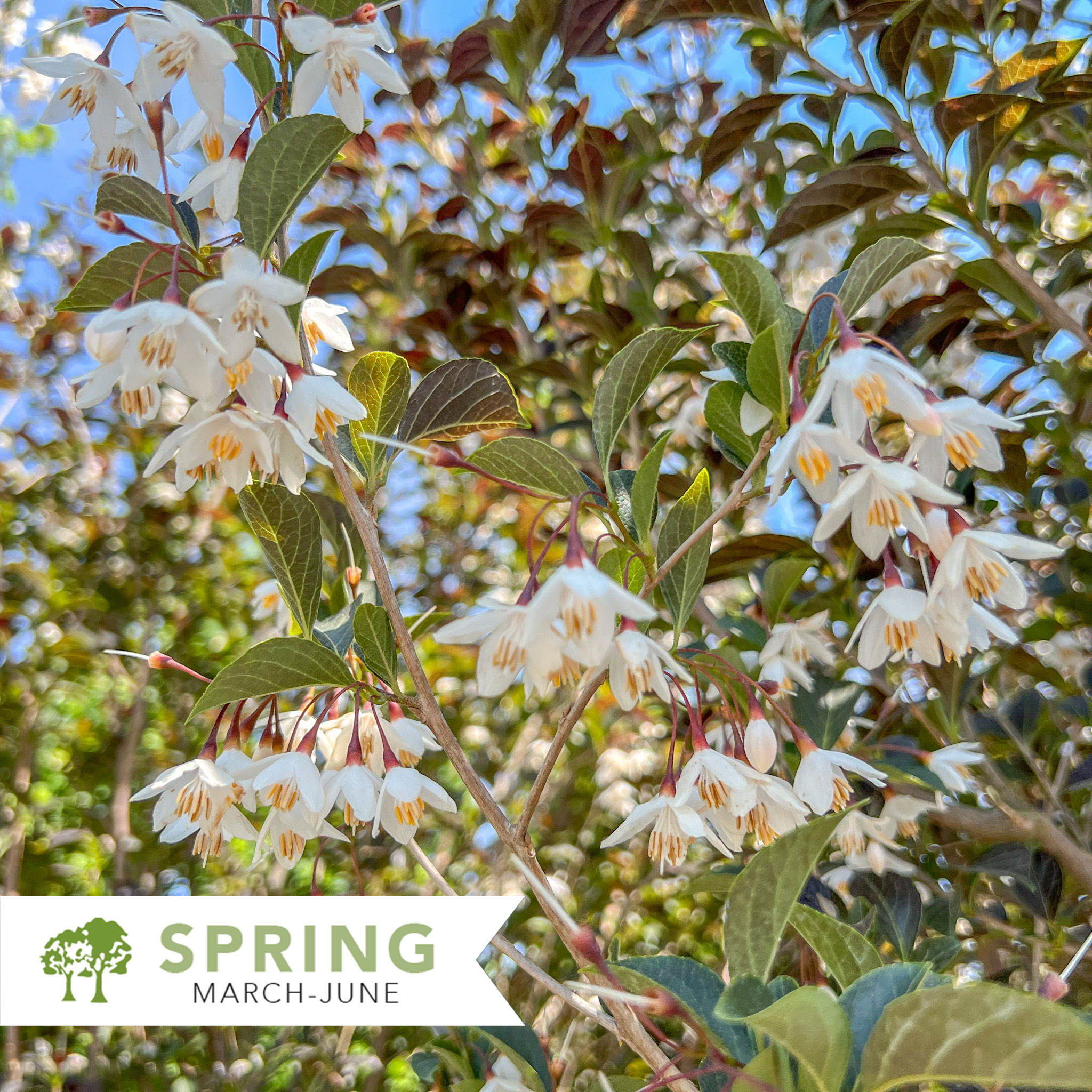 Evening Light Snowbell - Styrax japonicus 'Evening Light'