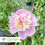 Thumbnail: Madame Emile Debatene Peony – Paeonia x 'Madame Emile Debatene'