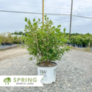 Mr. Poppins® Winterberry – Ilex verticillata 'FarrowMrP'