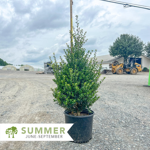 holly様 B2.5 holly様 B2.5 Steeds Upright Japanese Holly (Ilex) Shrub – Plants