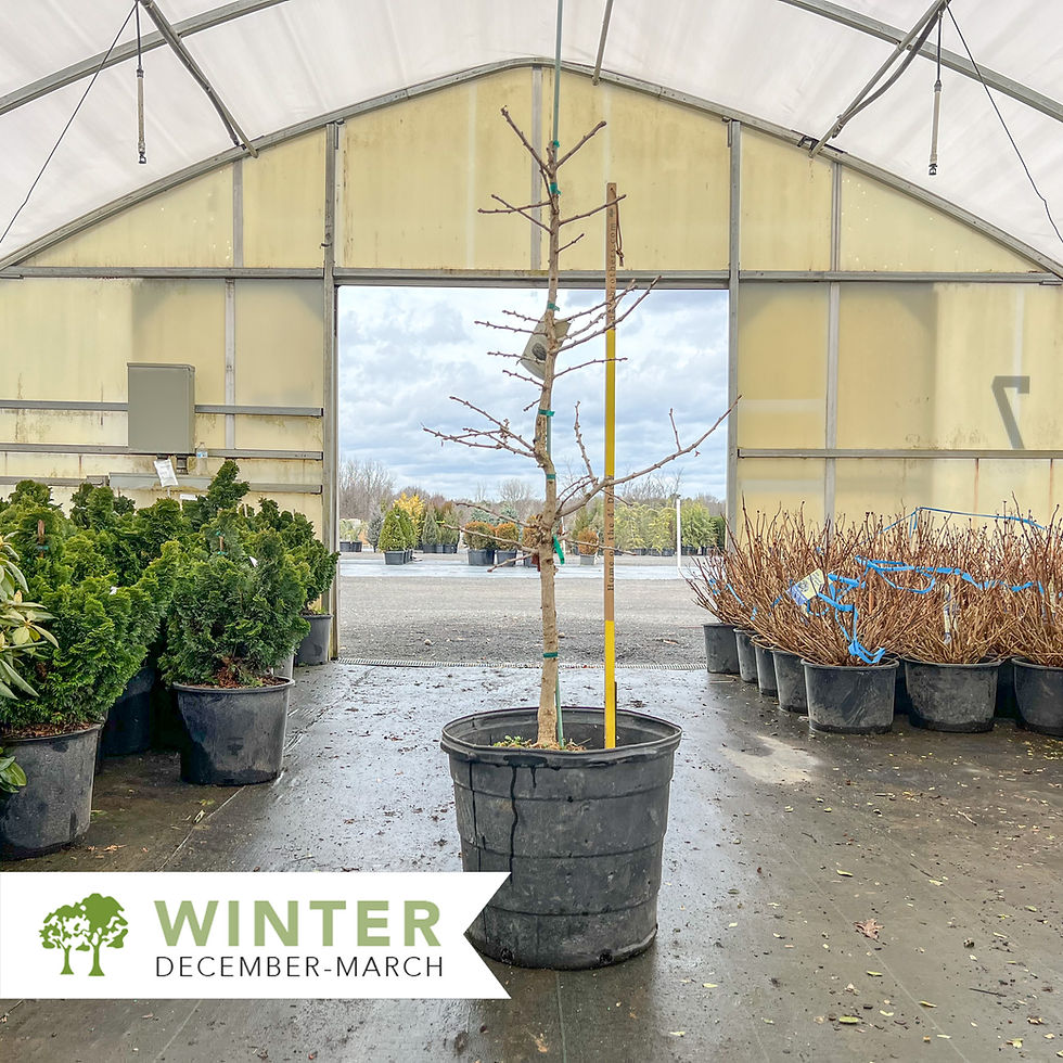 Thumbnail: Jade Butterflies Ginkgo – Ginkgo biloba 'Jade Butterflies'