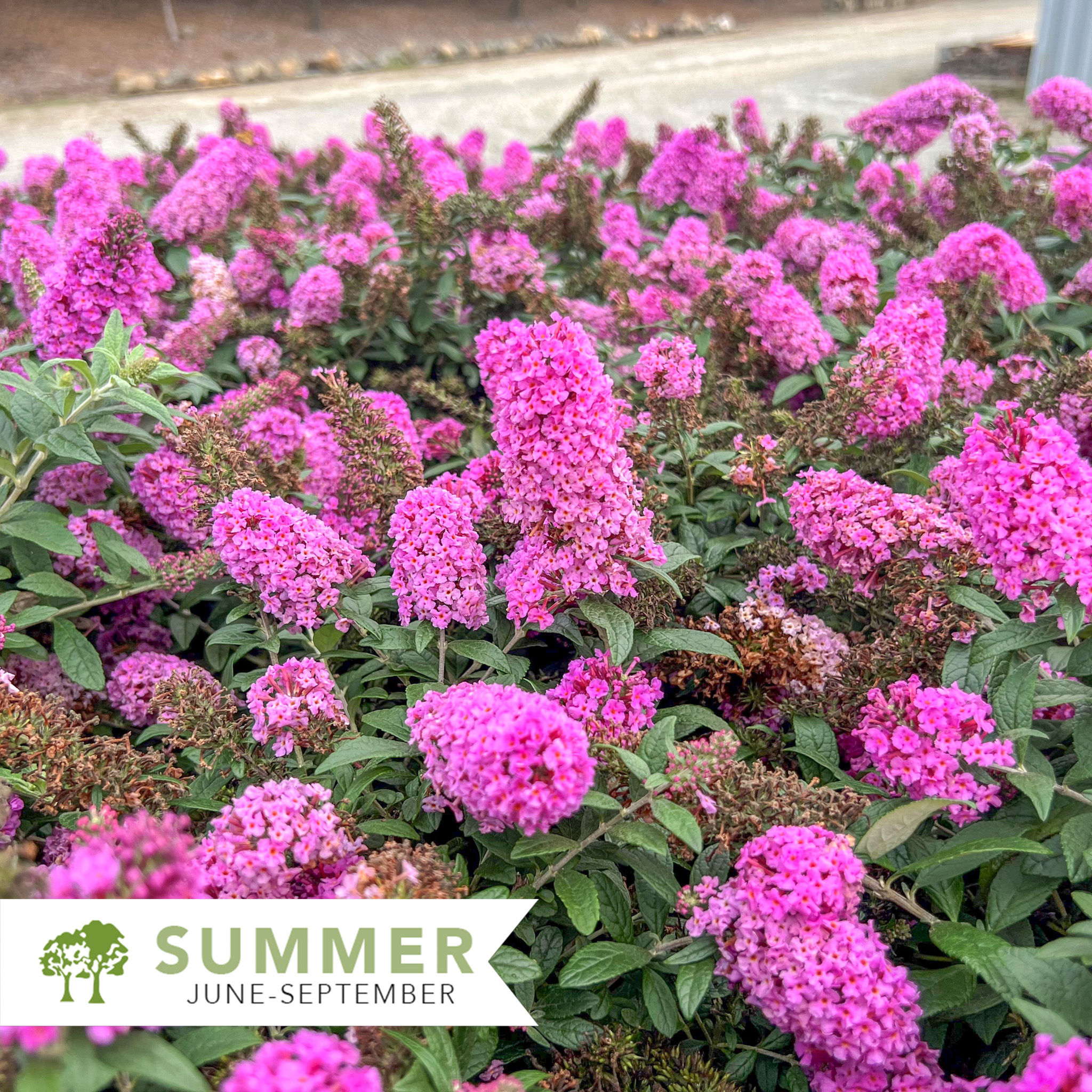 Pugster® Pinker® Butterfly Bush – Buddleja davidii 'SMNBDPT'