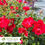 Thumbnail: Red  Drift® Rose - Rosa 'Meigalpio'