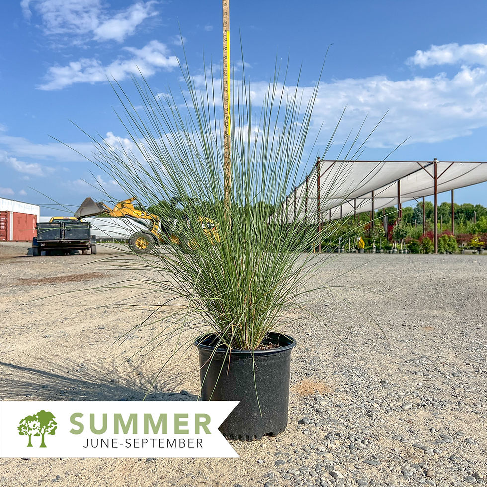 Thumbnail: White Cloud Muhly Grass - Muhlenbergia capillaris 'White Cloud'