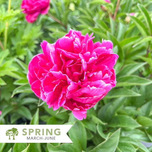Karl Rosenfield Peony – Paeonia hybrid 'Karl Rosenfield
