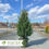 Thumbnail: Emerald Colonnade® Holly - Ilex x 'RutHol1' PP #23,905