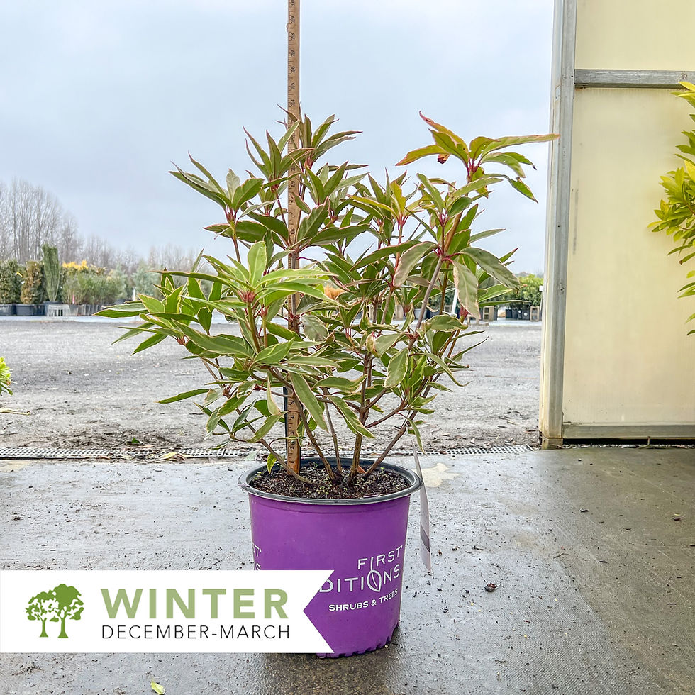 Thumbnail: Pink Frost Anise - Illicium floridanum 'Pink Frost'