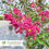 Thumbnail: Miss Sandra Crape Myrtle – Lagerstroemia indica 'Miss Sandra'