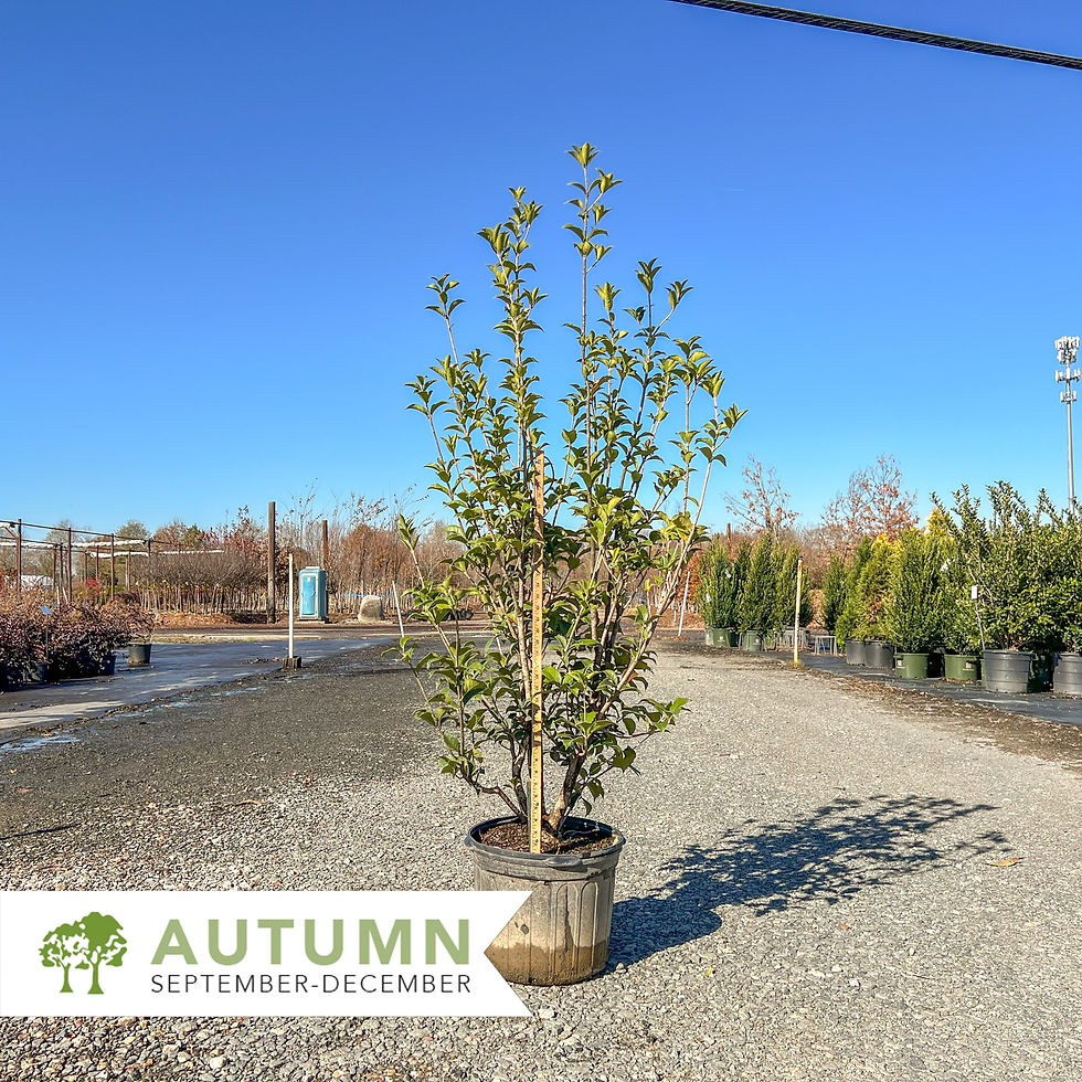 Thumbnail: Fortune's Tea Olive - Osmanthus x fortunei