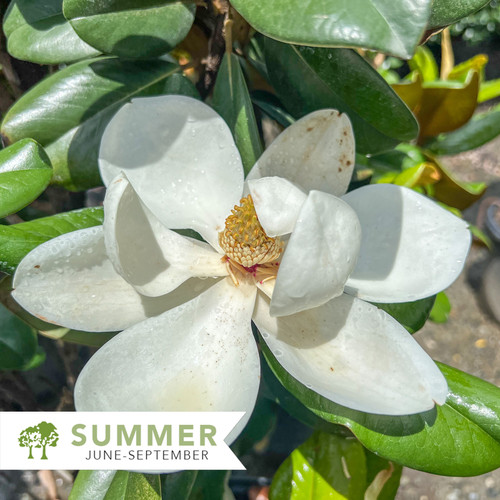 Teddy Bear Magnolia - Magnolia grandiflora 'Southern Charm