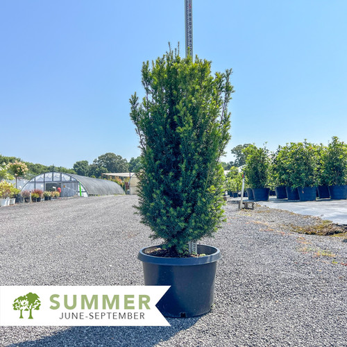 Eddie Yew - Taxus x media 'H.M. Eddie' | Shepherdssupply