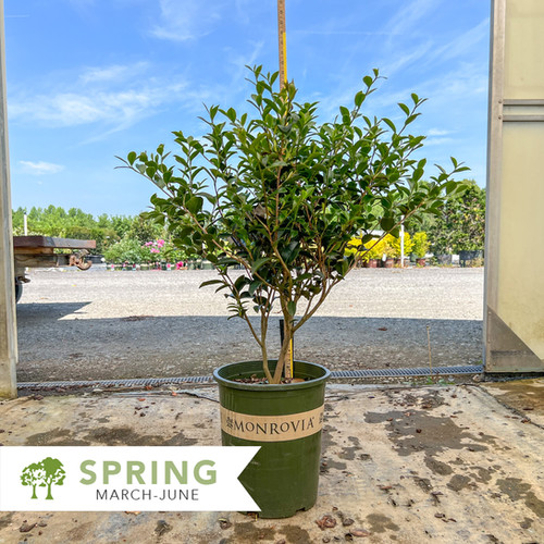 Setsugekka Camellia - Camellia sasanqua 'Setsugekka' | Shepherdssupply