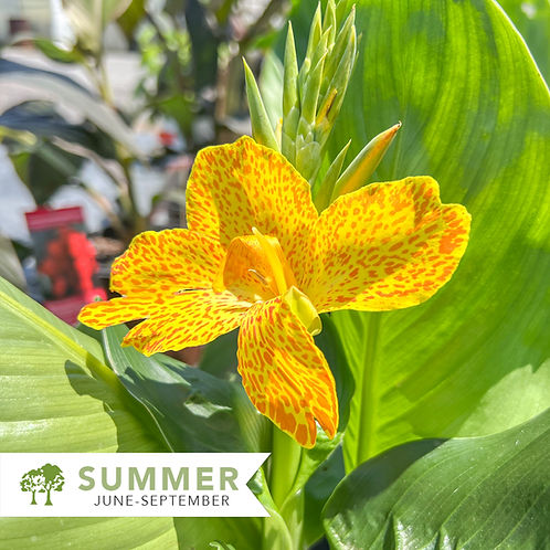 Cannova Canna Lily - Thumbnail 2