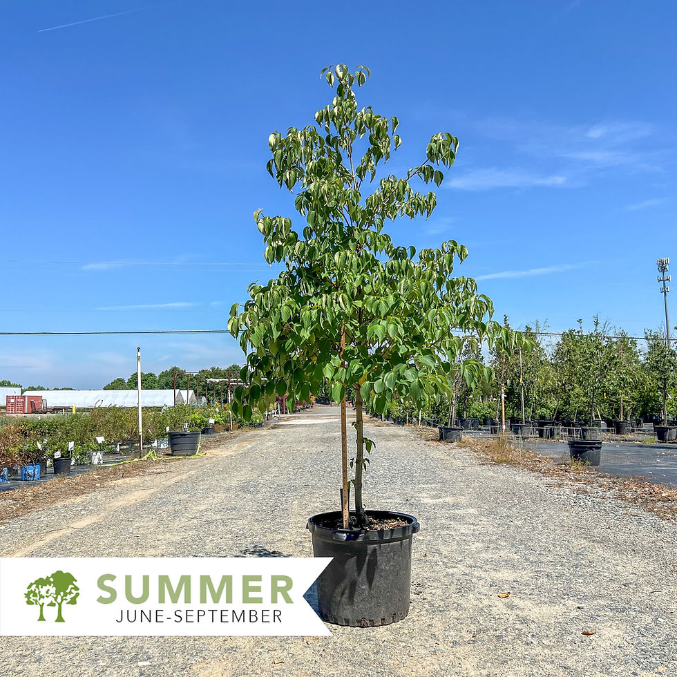 Thumbnail: Kousa Dogwood – Cornus kousa